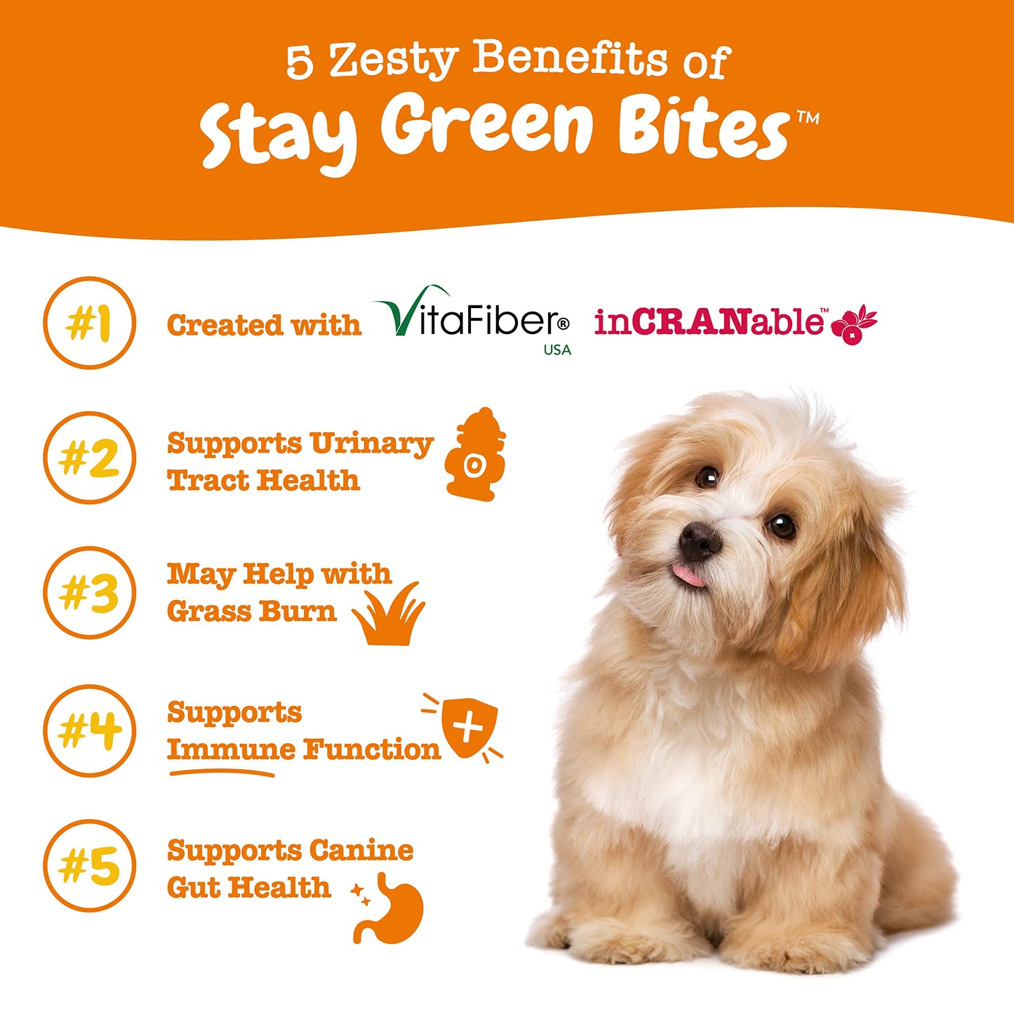 Zesty Paws Stay Green Bites for Dogs - Grass Burn Soft Chews for Lawn Spots Caused by Dog Urine - with Cranberry for Urinary Tract & Bladder - Beef - 90 Count